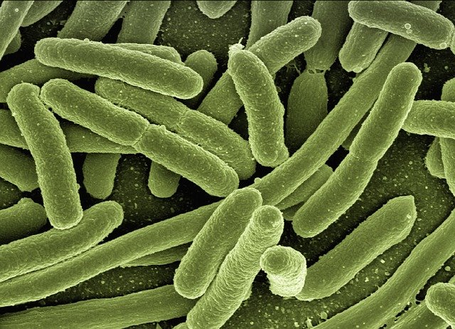 Bacterien hebben een lagere mutatiesnelheid dan virussen